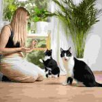 Elementos de risco e o estilo de vida do seu gato